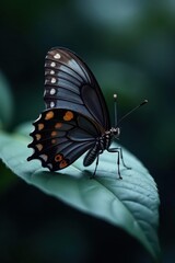 Obraz premium Dark grey butterfly perched on muted grey leaf; dramatic lighting , somber, elegant, charcoal