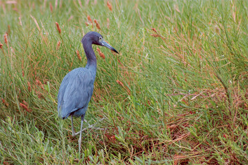 little blue heron