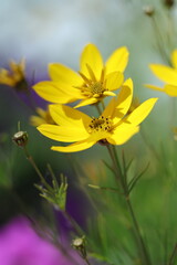 yellow flower in the garden