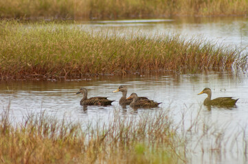American black ducks