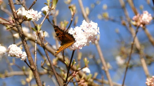 Large tortoiseshell (Nymphalis polychloros) moving around on a white flower in Zurich, Switzerland