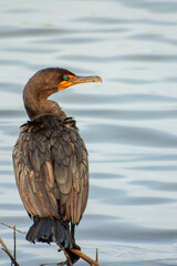 double-crested cormorant