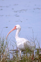 american white ibis