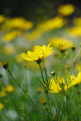 Obraz premium yellow flowers in the field