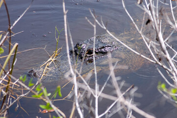 American alligator in the water