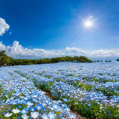 ネモフィラの花畑、美しい晴れの青空