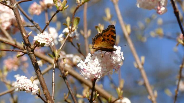 Large tortoiseshell (Nymphalis polychloros) moving around on a white flower in Zurich, Switzerland
