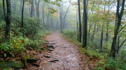 Fototapeta premium A pathway meanders through a misty and lush forest landscape