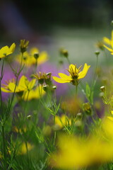 Obraz premium yellow flowers