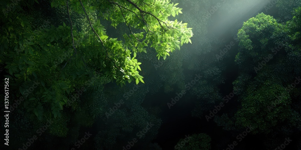 Leinwandbilder overhead view of lush green treetops illuminated by ethereal light beams creating a serene and magic