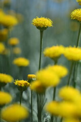 field of yellow flowers