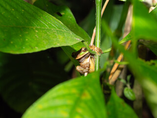 Masked Treefrog, Costa Rica