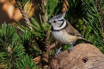 Haubenmeise (Lophophanes cristatus)