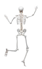 Artificial human skeleton model isolated on white