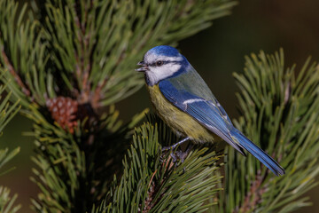 Blaumeise (Cyanistes caeruleus)