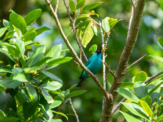 Kappennaschvogel (chlorophanes spiza), Birds of Costa Rica