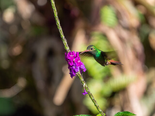 Braunschwanzamazilie, Kolibri an pink Blüte