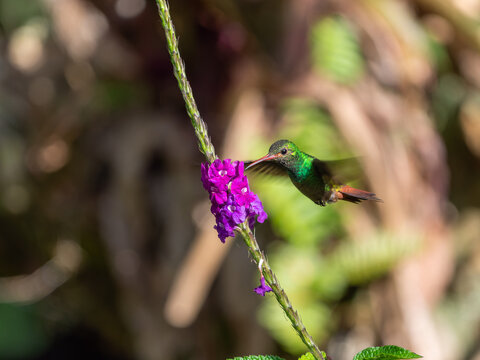 Braunschwanzamazilie, Kolibri an pink Bl&uuml;te