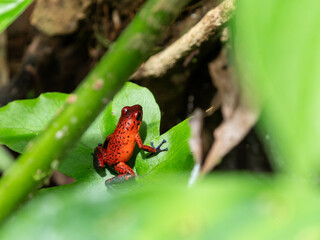 Ophaga pumilla, Erdbeerfröschchen giftig 