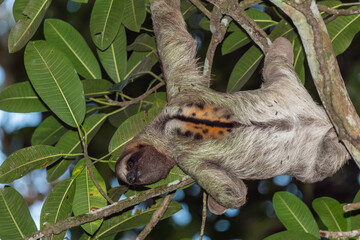 Dreifingerfaultier Männchen hängt im Geäst