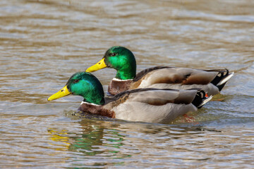 Stockente (Anas platyrhynchos) Männchen