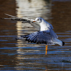 Lachmöwe (Larus ridibundus)