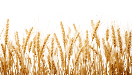 Golden wheat stalks png