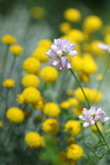 fields of yellow flowers