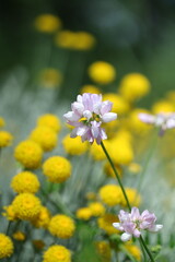 yellow flowers in the garden