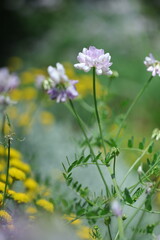 flowers in the garden