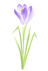 Naklejka premium Purple crocus flower. Watercolor illustration