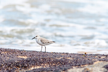 Sanderling observer