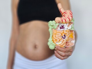 Pregnant woman holds anatomical model of human digestive system indoors. Obesity bloating and intestinal and stomach problems concept
