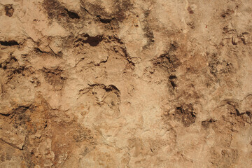This is a beautifully textured wall showcasing intricate natural patterns and exquisite details