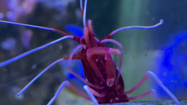 Eine kardinal Garnele in einem Meerwasseraquarium.