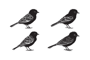 Detailed Bird Silhouette Clipart Feathered Sparrow Vector Blackbird Outline Art