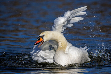 Höckerschwan (Cygnus olor)