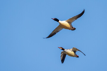 Gänsesäger (Mergus merganser) Männchen und Weibchen