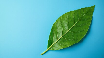 Obraz premium Vibrant Green Leaf on Bright Blue Background with Soft Texture Highlighting Nature's Simplicity and Beauty for Design and Creative Projects