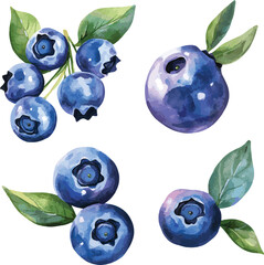 watercolor vector set of delicious blueberries, isolated on white background