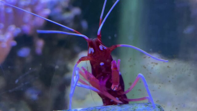 Eine kardinal Garnele in einem Meerwasseraquarium.
