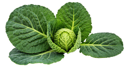 A Detailed Photograph of Collard Greens, Highlighting Their Broad, Slightly Veined Leaves With a Rugged, Textured Surface