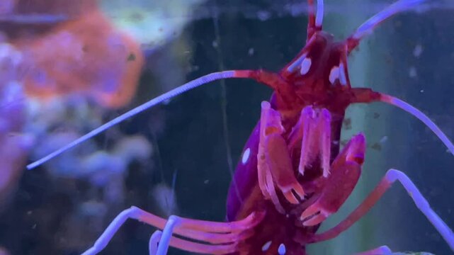 Eine kardinal Garnele in einem Meerwasseraquarium.