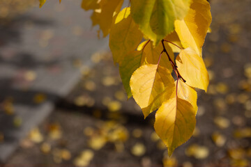 Golden autumn leaves gently falling in a serene park during sunny afternoon