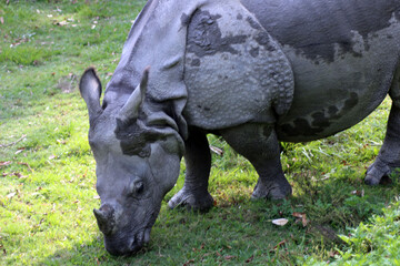 Fototapeta premium rhino in the wild