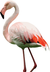Flamingo bird in green screen stock photos