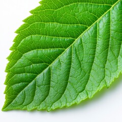 Obraz premium Close up of a vibrant green leaf with prominent veins and serrated edges, set against a stark white background. The leaf's texture is clearly visible, showcasing its detailed structure.