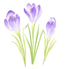 Naklejka premium Purple crocus flower. Watercolor illustration