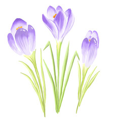 Naklejka premium Purple crocus flower. Watercolor illustration