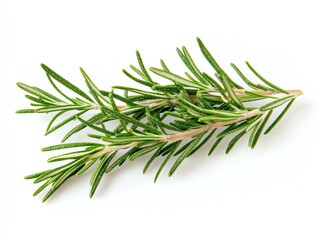 Fototapeta premium Fresh Rosemary Sprigs on White Background Perfect for Herb Use
